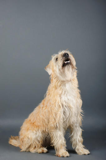 Soft coated wheaten terrier coat types on sale
