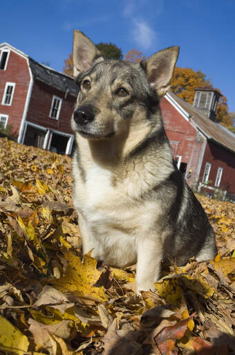 A beautiful adult Swedish Vallhund sitting in the leaves, waiting for some attention