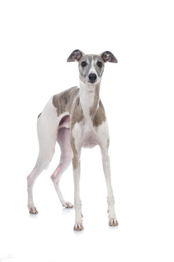 A healthy, young Whippet standing tall awaiting some attention from its owner