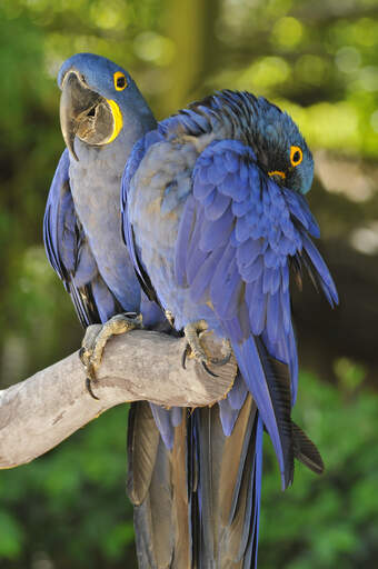 Two incredible Hyacinth Macaws perched on a branch together