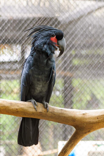 A wonderful Palm Cockatoo perched on a branch