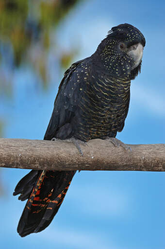 A Red Tailed Black Cockatoo's incredible tail feather pattern