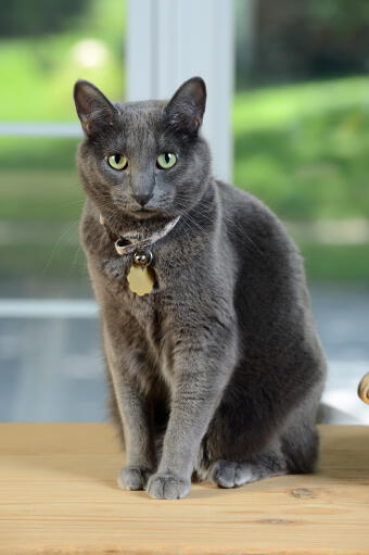 A pretty Korat with a plush grey coat