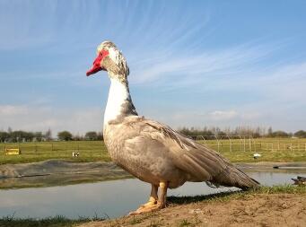 Majestic muscovy 