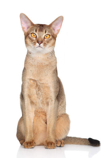 An abyssinian cat with big ears and golden eyes