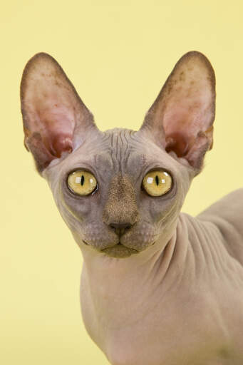 A dark bambino cat with golden eyes and large ears