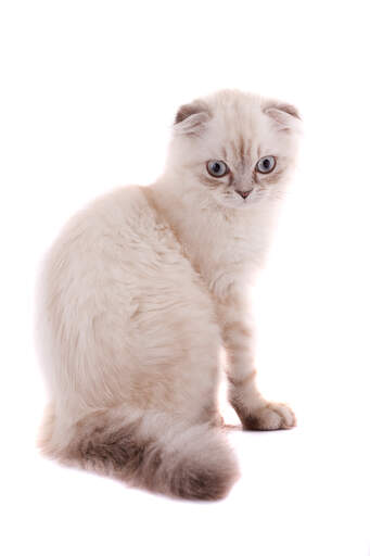 A Scottish Fold with its iconic folded ears