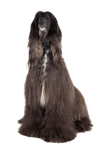 An adult Brown Afghan Hound with a wonderful coat