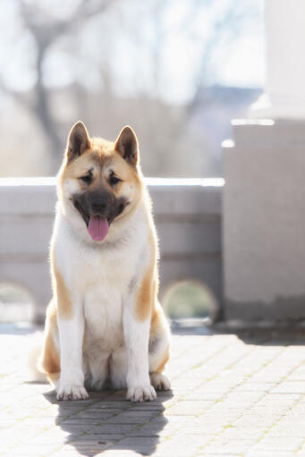 A beautiful adult akita sitting out on the patio