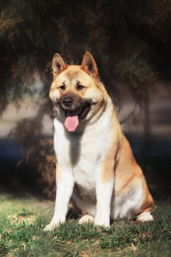 A beautiful akita with a thick fluffy coat