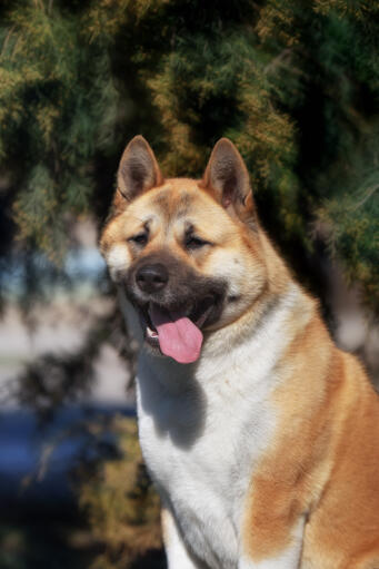 A fox like akita with a big pink tongue