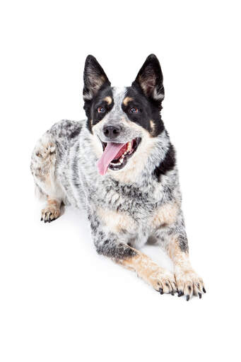 Black white cheap cattle dog