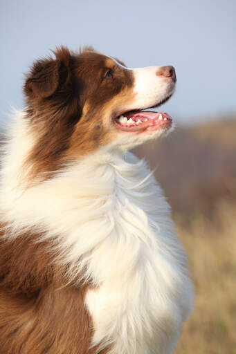 A fantastic looking australian shepherd eager to work