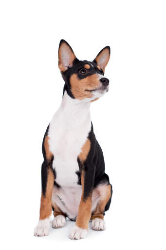 A black, white and brown Basenji puppy, showing off it's typically large ears