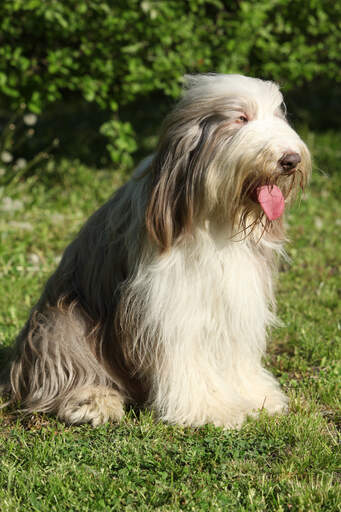 A beautiful adult Bearded Collie sitting neatly, resting