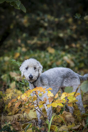 A beautiful, little Bedlington Terrier playing outside