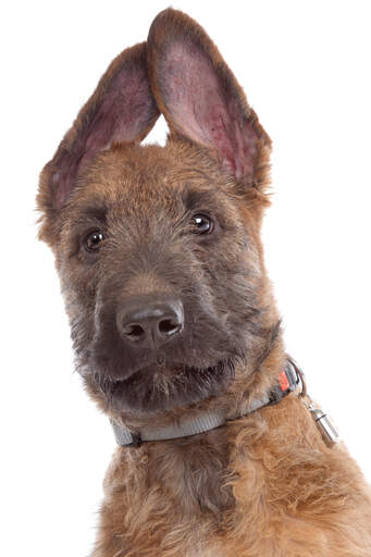 A cheeky Belgian Shepherd Dog's (Laekenois) head