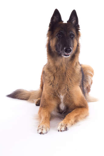 A beautiful young adult Belgian Tervuren