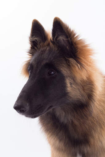 A close up of a Belgian Tervuren's pointed ears