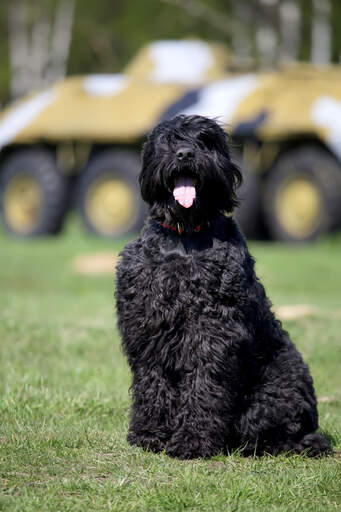 Black Russian terrier Dogs Dog Breeds