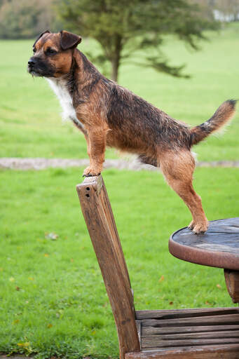 An adult male Border Terrier showing off its healthy, long body