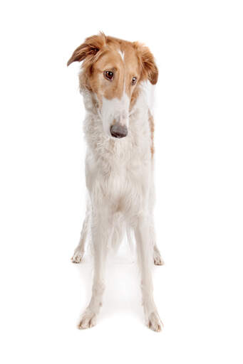 A light brown coated adult Borzoi standing tall