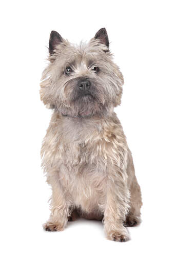 what is the best dog food for a cairn terrier