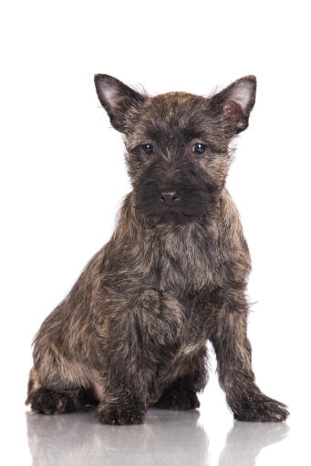 how to crate train a cairn terrier