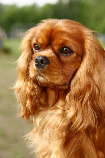 English cavalier shop spaniel