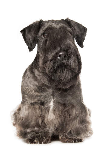 A Cesky Terrier with wonderful pointed ears and a long fringe