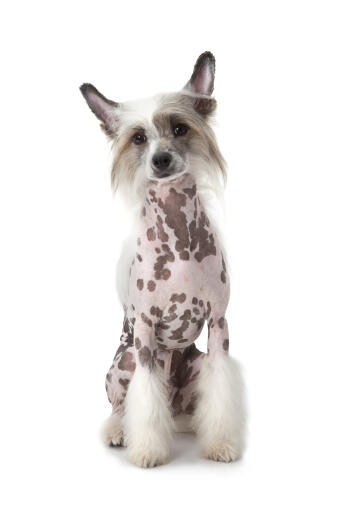 A spotted Chinese Crested with a beautifully groomed coat