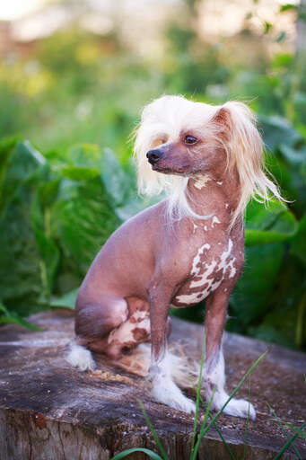 An adult Chinese Crested with a hairless body and well groomed head and feet