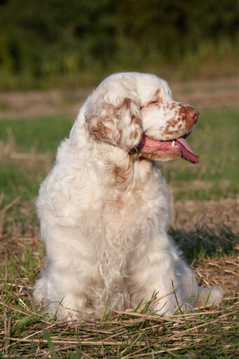 A Clumber Spaniel sitting beautifully, waiting for some attention