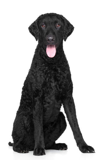 A black, young adult Curly Coated Retriever sitting tall