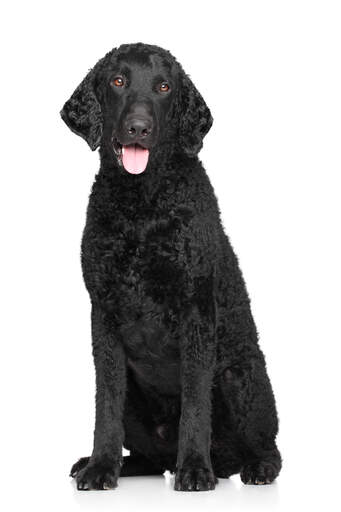 A lovely thick, black fured male Curly Coated Retriever