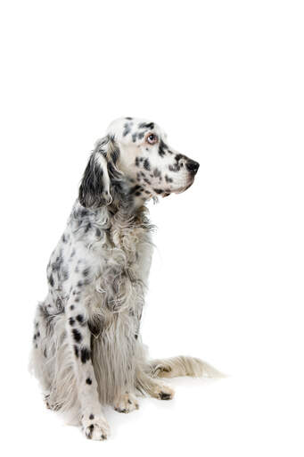 how to house train a english setter puppy