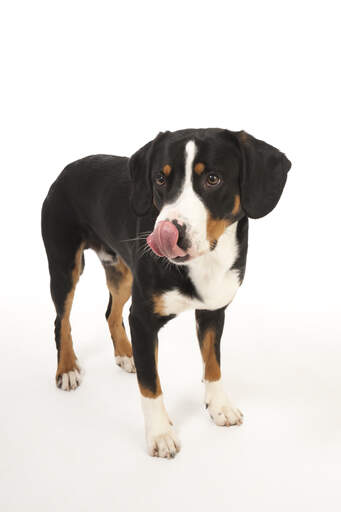 A Entlebucher Mountain Dog showing off its beautiful tall legs