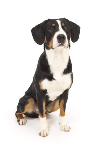 Entlebucher mountain discount dog poodle mix