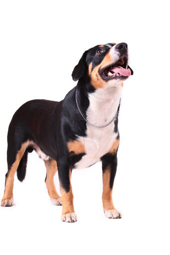 A Entlebucher Mountain Dog with a short stocky body