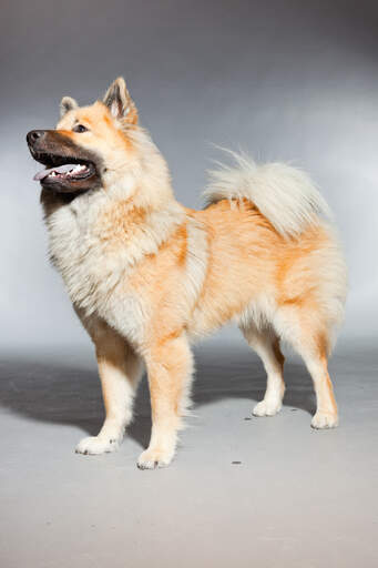 An adult Eurasier standing tall, showing off it's beautiful bushy tail