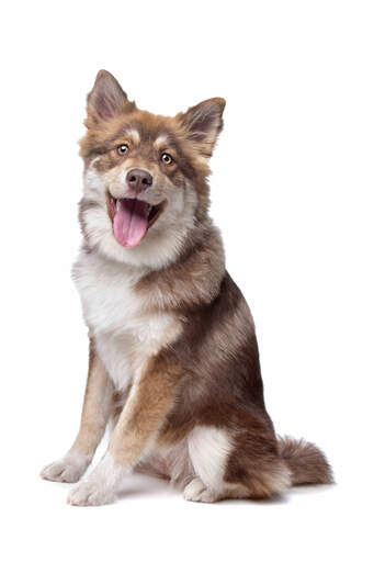 A brown and white Finnish Lapphund sitting patiently, waiting for a command