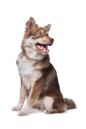 A healthy adult Finnish Lapphund with beautiful tall pointed ears