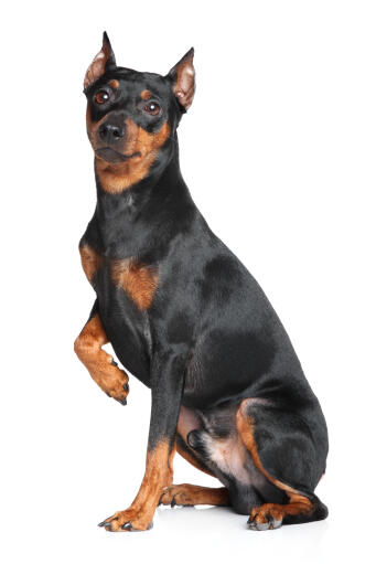 A lovely young German Pinscher sitting with his paw up