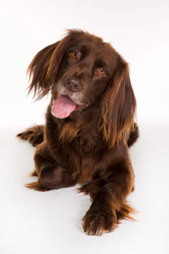 a playful german longhaired pointer with his tongue out