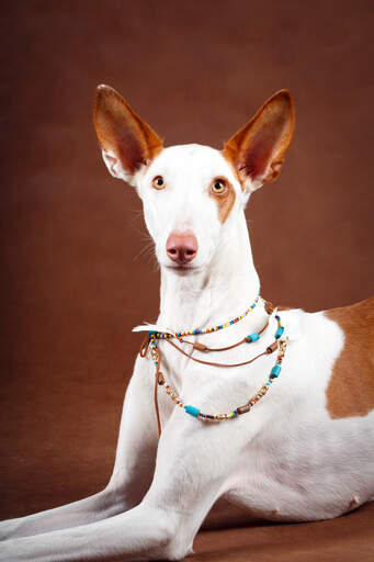 A pretty Ibizan Hound with lovely big ears and a pointed head