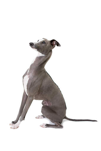 A beautiful grey and white adult Italian Greyhound sitting very attentively