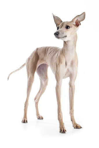 A light brown Italian Greyhound with its ears perked awaiting a command