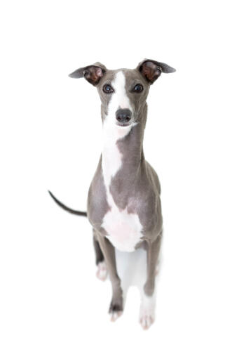 An Italian Greyhound showing off it's wonderful perked ears