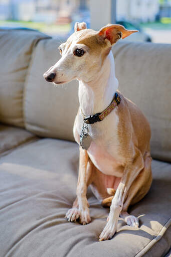 An Italian Greyhound sitting on the sofa with it's ears pushed back