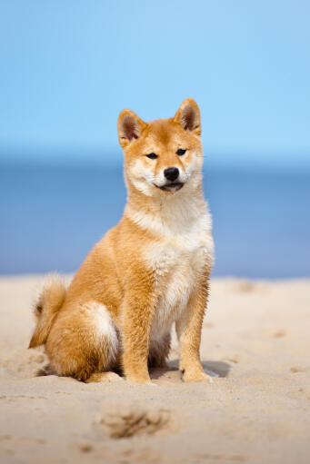 A Japanese Shiba Inu with beautiful tall ears sitting on the beach